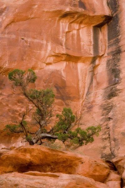 UT, Long Canyon A juniper tree against the cliff